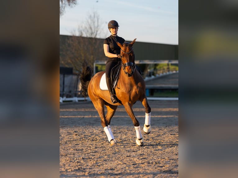 KWPN Ruin 14 Jaar 168 cm Bruin in Zandhoven