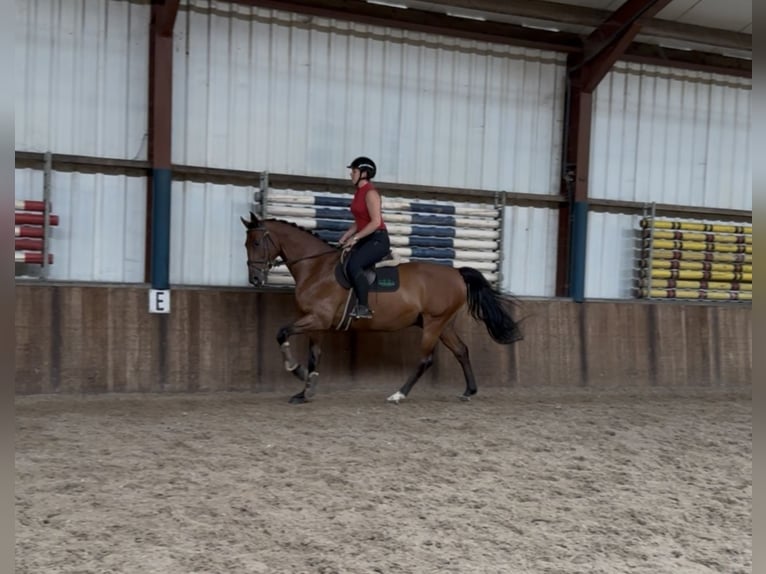 KWPN Ruin 14 Jaar 168 cm Bruin in Oud Gastel