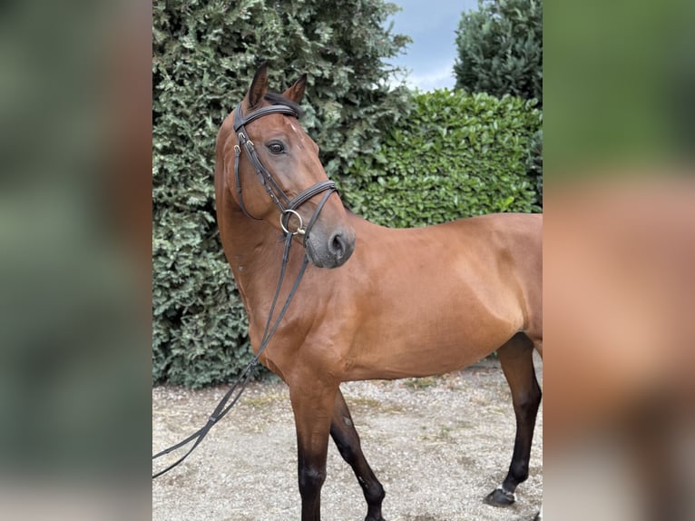 KWPN Ruin 14 Jaar 168 cm Bruin in Oud Gastel
