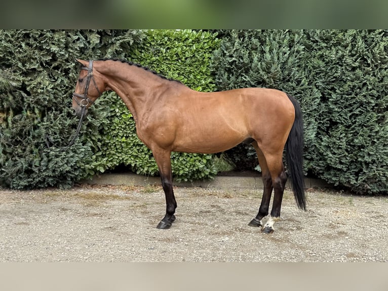 KWPN Ruin 14 Jaar 168 cm Bruin in Oud Gastel