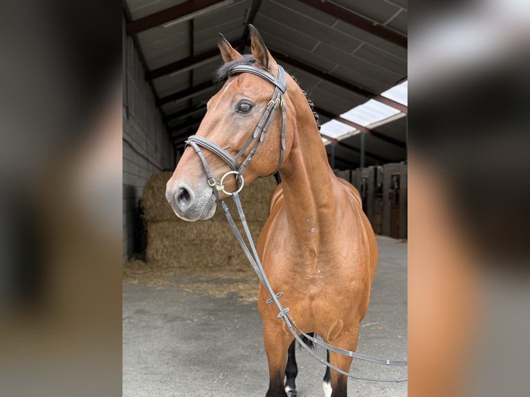KWPN Ruin 14 Jaar 168 cm Bruin in Oud Gastel