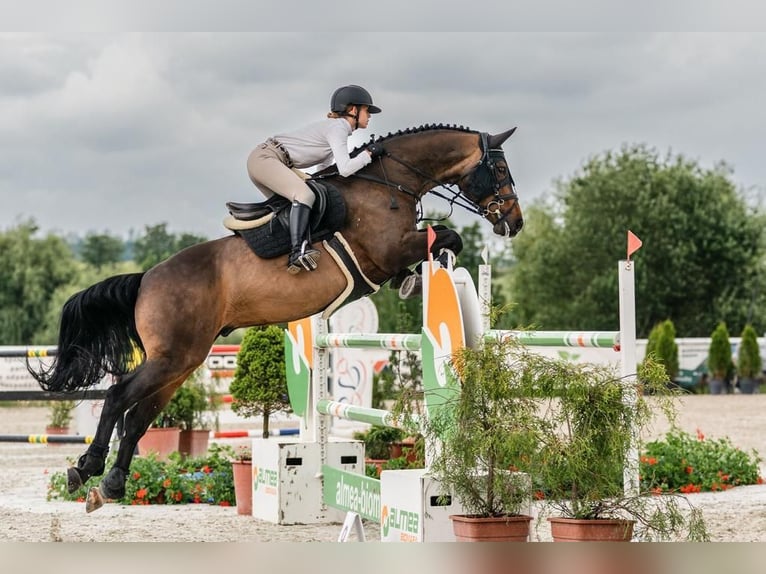 KWPN Ruin 14 Jaar 168 cm Roodbruin in Prague