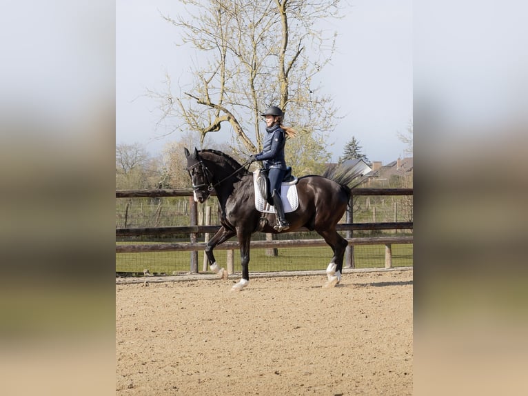 KWPN Ruin 14 Jaar 168 cm Zwart in Maastricht