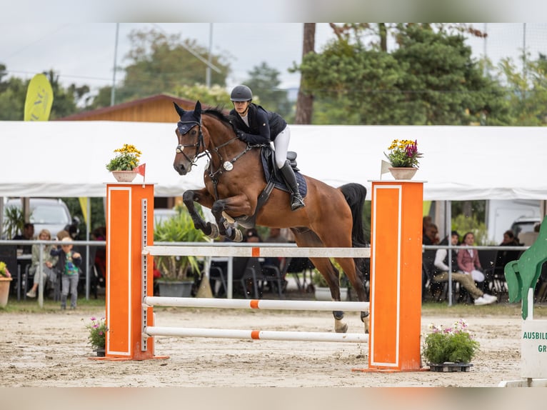 KWPN Ruin 14 Jaar 174 cm Bruin in Wiesloch