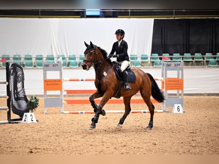 KWPN Ruin 14 Jaar 174 cm Bruin in Bühlerzell