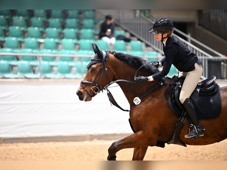 KWPN Ruin 14 Jaar 174 cm Bruin in Bühlerzell
