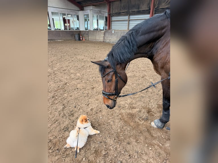 KWPN Ruin 14 Jaar 180 cm Donkerbruin in Capelle aan den IJssel