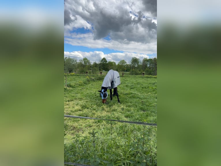 KWPN Ruin 14 Jaar 180 cm Donkerbruin in Capelle aan den IJssel
