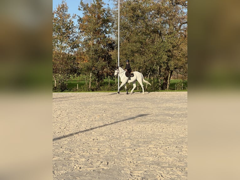 KWPN Ruin 14 Jaar 181 cm Schimmel in Bonheiden