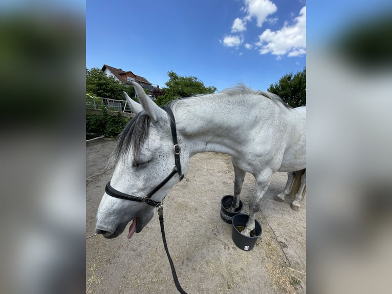 KWPN Mix Ruin 15 Jaar 165 cm Appelschimmel in Hügelsheim