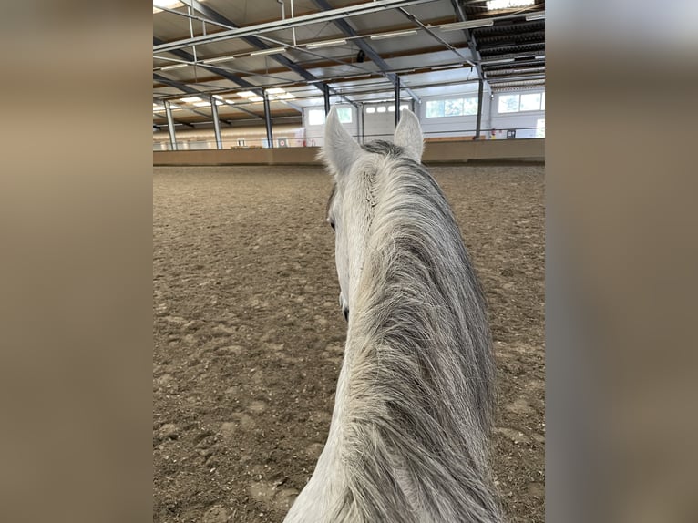 KWPN Mix Ruin 15 Jaar 165 cm Appelschimmel in Hügelsheim