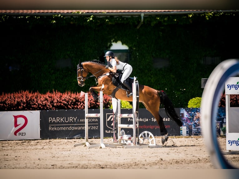 KWPN Ruin 15 Jaar 166 cm Bruin in Bro&#x144;czyce