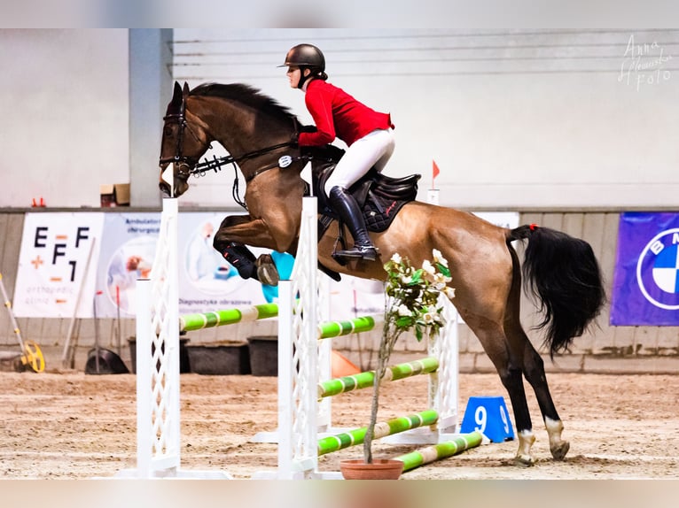 KWPN Ruin 15 Jaar 166 cm Bruin in Bro&#x144;czyce