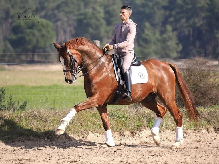 KWPN Ruin 15 Jaar 167 cm Vos in Navas Del Madroño