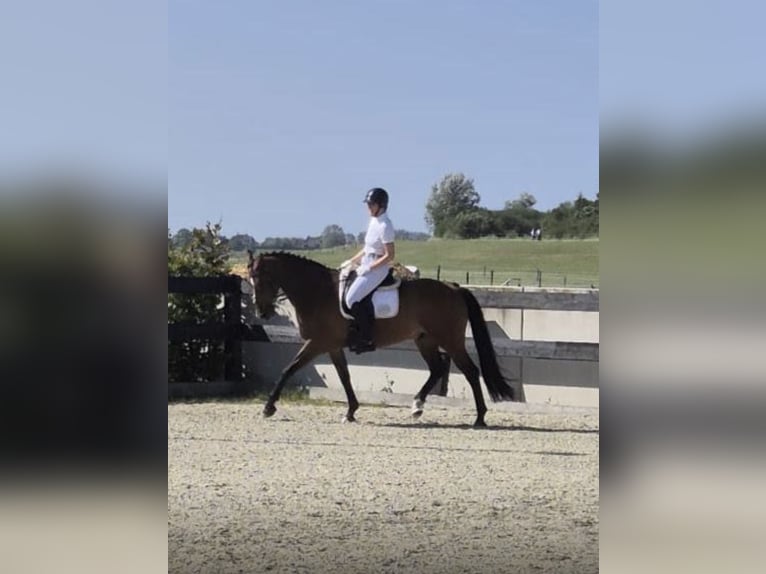 KWPN Ruin 15 Jaar 168 cm Bruin in Amsterdam