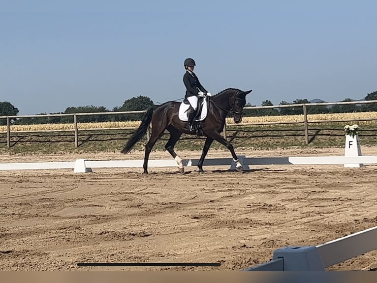KWPN Ruin 15 Jaar 168 cm Donkerbruin in Gundelfingen