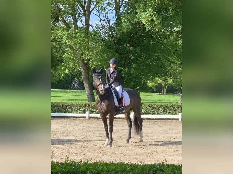 KWPN Ruin 15 Jaar 168 cm Donkerbruin in Gundelfingen