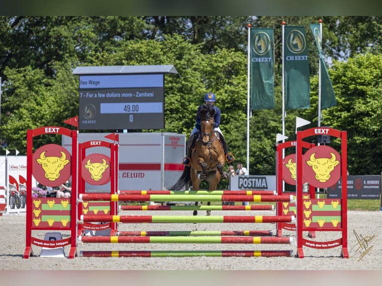 KWPN Ruin 15 Jaar 169 cm Bruin in Wedde