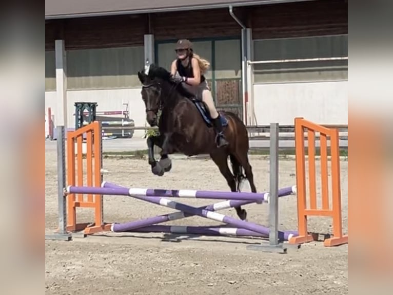 KWPN Ruin 15 Jaar 169 cm Donkerbruin in Telfs