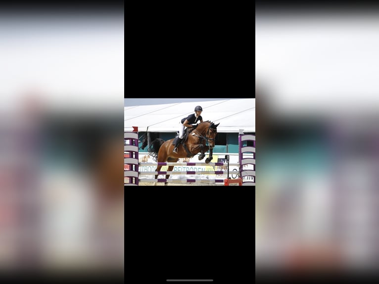 KWPN Ruin 15 Jaar 170 cm Bruin in K&#xF6;sching