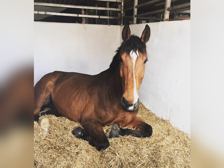 KWPN Ruin 15 Jaar 170 cm Bruin in K&#xF6;sching