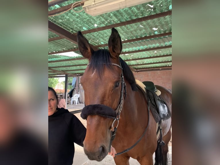 KWPN Mix Ruin 15 Jaar 170 cm Donkerbruin in Modena