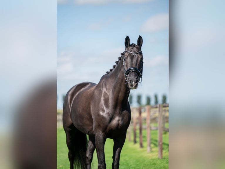 KWPN Ruin 15 Jaar 170 cm Zwart in Alkmaar