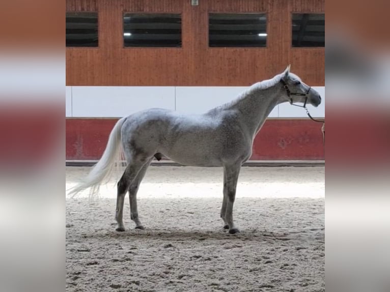 KWPN Ruin 15 Jaar 171 cm Schimmel in Wijdewormer
