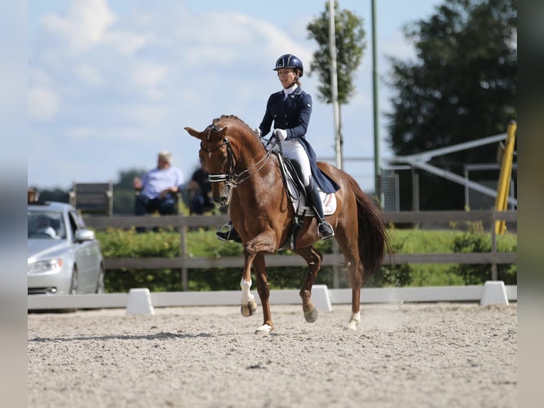 KWPN Ruin 15 Jaar 171 cm Vos in Ammerzoden