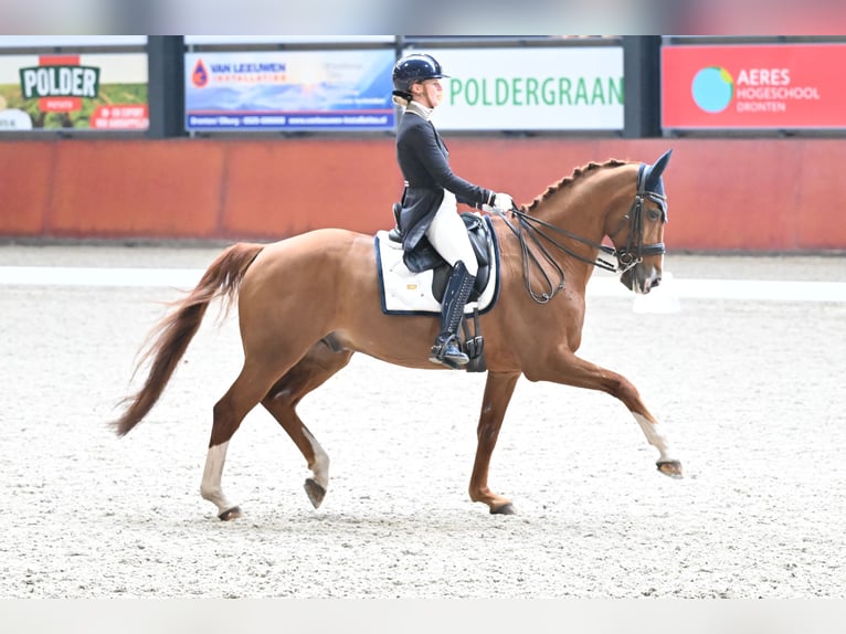 KWPN Ruin 15 Jaar 171 cm Vos in Uelsen