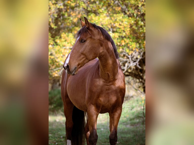 KWPN Ruin 15 Jaar 172 cm Bruin in K&#xF6;sching