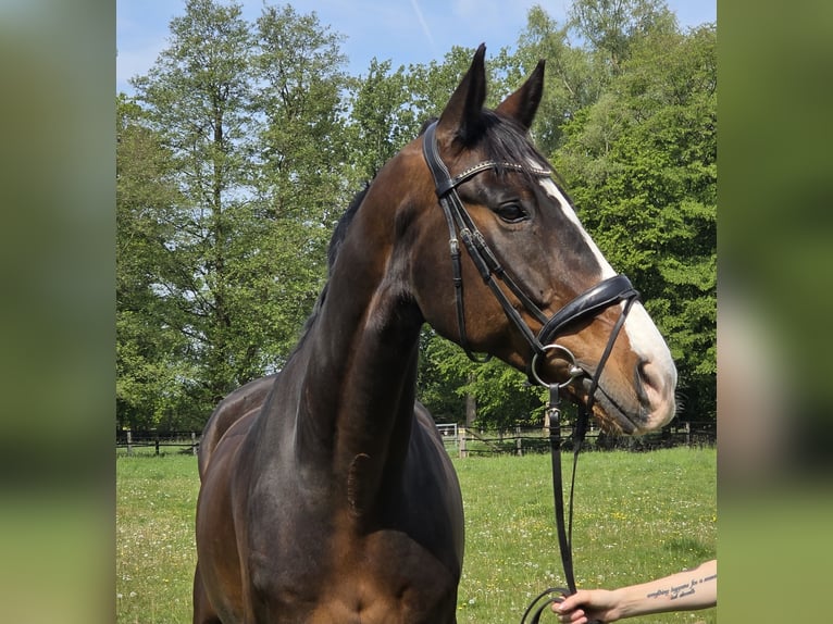 KWPN Ruin 15 Jaar 172 cm Zwartbruin in Wachtendonk
