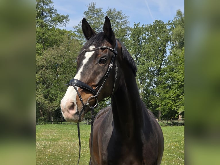 KWPN Ruin 15 Jaar 172 cm Zwartbruin in Wachtendonk