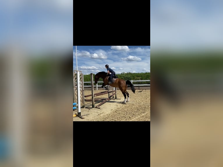 KWPN Ruin 15 Jaar 174 cm Bruin in Krefeld