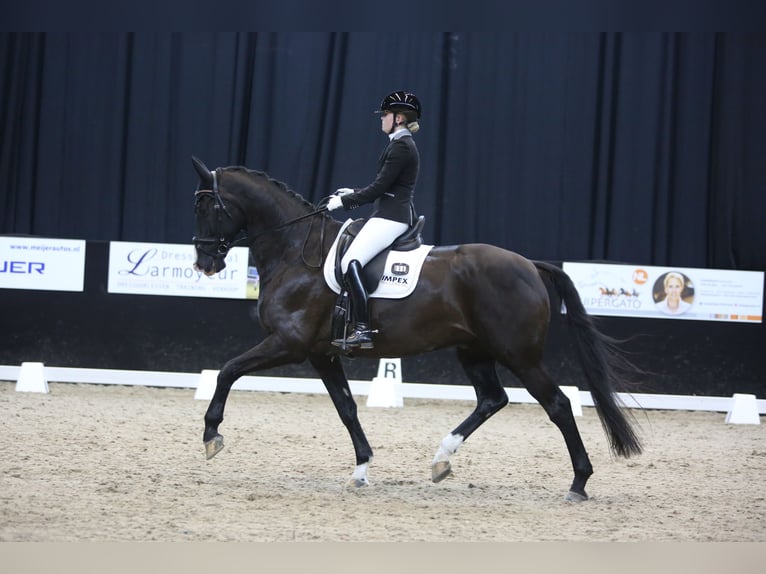 KWPN Ruin 15 Jaar 174 cm Zwart in Onnen