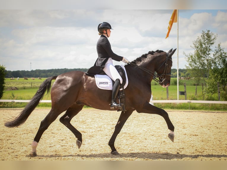 KWPN Ruin 15 Jaar 174 cm Zwart in Onnen