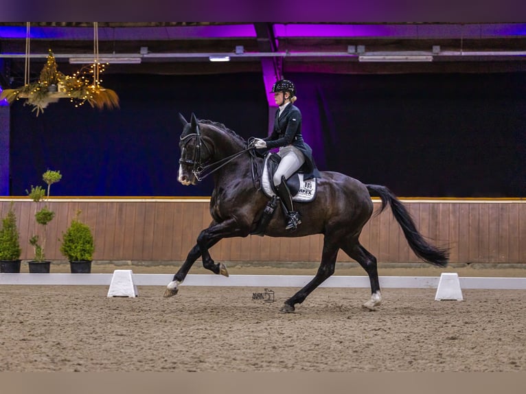 KWPN Ruin 15 Jaar 174 cm Zwart in Onnen