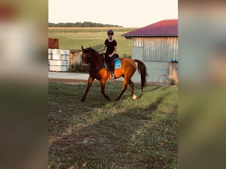 KWPN Ruin 15 Jaar 175 cm Bruin in Alesheim