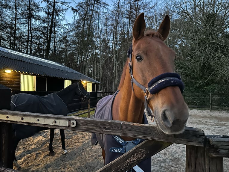 KWPN Ruin 15 Jaar 180 cm Vos in Utrecht