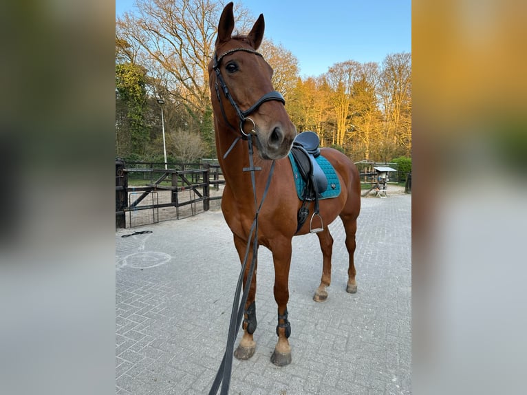 KWPN Ruin 15 Jaar 180 cm Vos in Utrecht