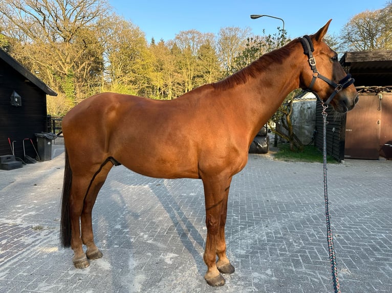 KWPN Ruin 15 Jaar 180 cm Vos in Utrecht