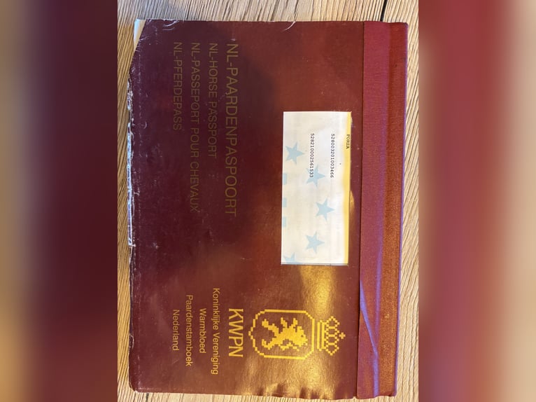 KWPN Ruin 16 Jaar 163 cm Zwartbruin in Kaulille