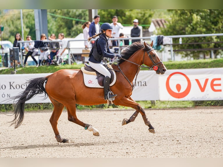 KWPN Ruin 16 Jaar 164 cm Bruin in Moraleja Del Vino KWPN Ruin 16 Jaar 164 cm Bruin in Moraleja Del Vino