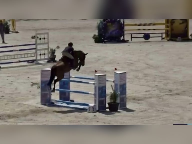 KWPN Ruin 16 Jaar 165 cm Bruin in Horn