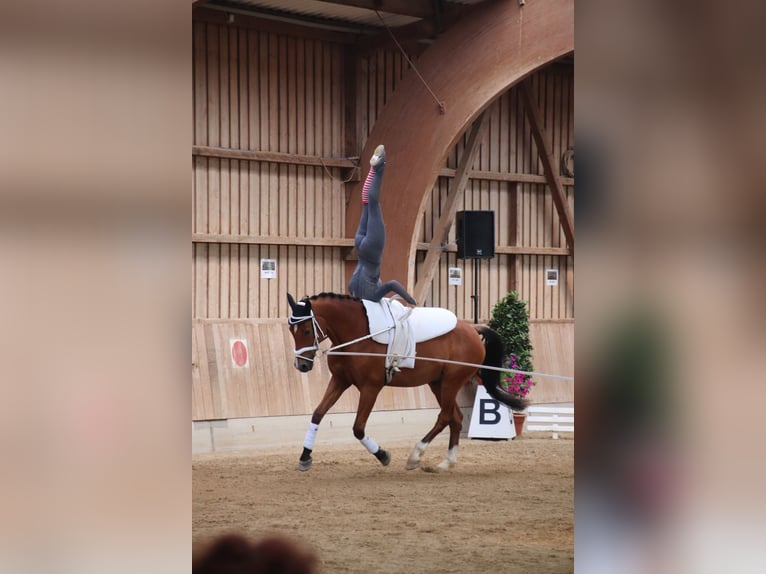 KWPN Ruin 16 Jaar 165 cm Bruin in Dinkelsbühl