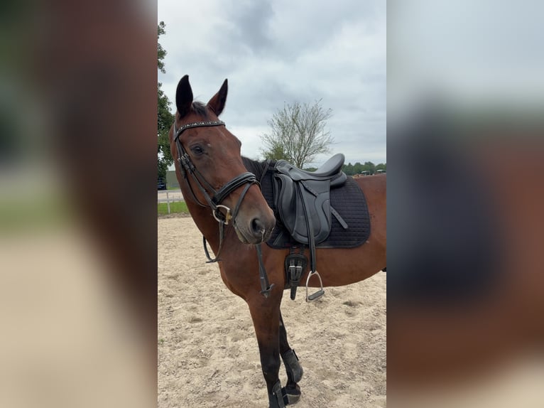KWPN Ruin 16 Jaar 167 cm Bruin in Knegsel