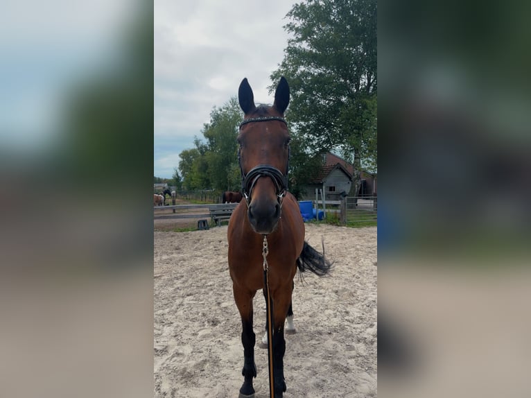 KWPN Ruin 16 Jaar 167 cm Bruin in Knegsel