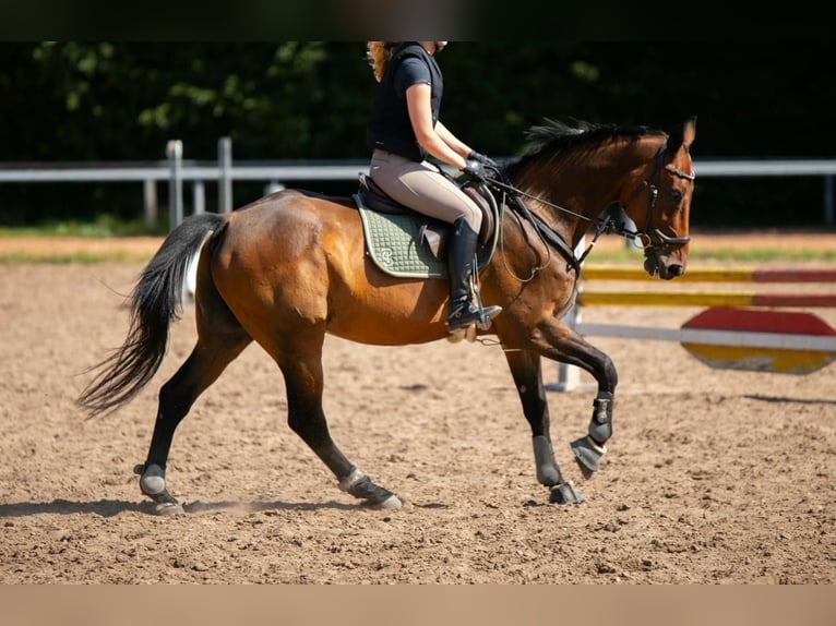 KWPN Ruin 16 Jaar 167 cm Bruin in Kusel