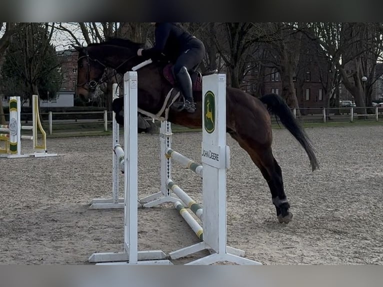 KWPN Ruin 16 Jaar 167 cm Bruin in Kusel
