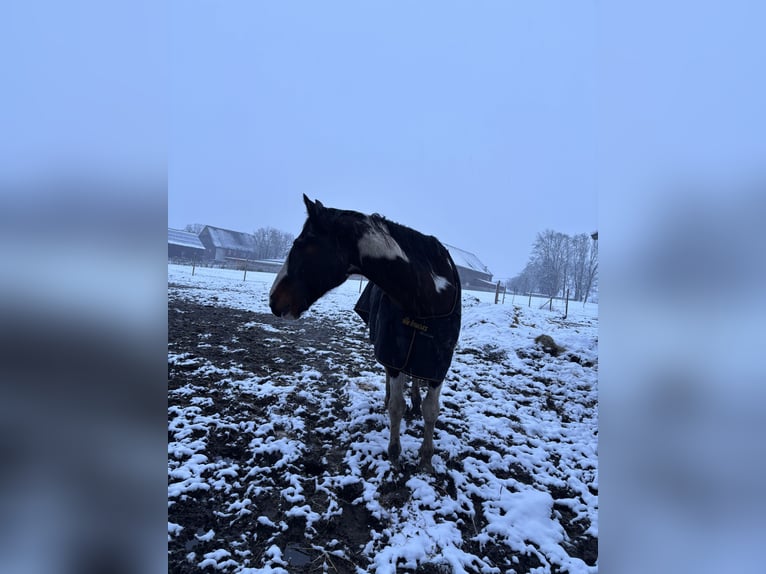 KWPN Ruin 16 Jaar 168 cm Gevlekt-paard in Dörentrup